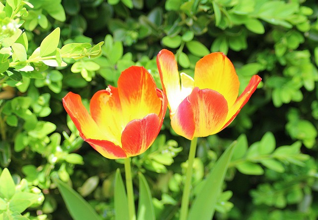 tulips, two, spring, april, menopause, spring flowers, nature - hormonal health