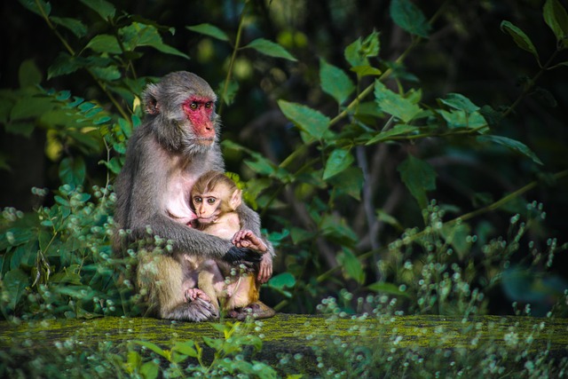 monkey, feeding, mother, baby, nature, jungle, forest, animals, wildlife, monkey - hormonal health